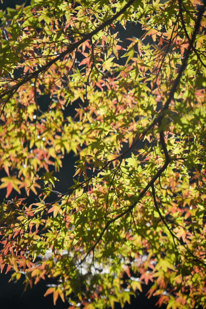 浜松城公園の紅葉が色付き始めてました ベビー専門フォト撮影のpokopoko 静岡県浜松市