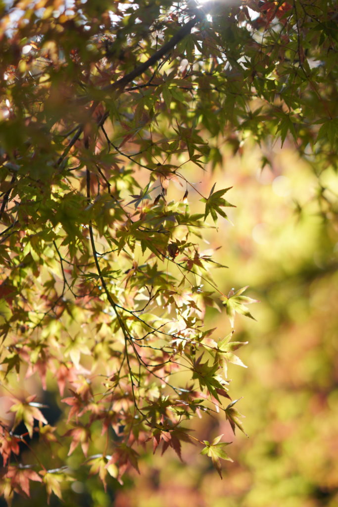 浜松城公園の紅葉が色付き始めてました ベビー専門フォト撮影のpokopoko 静岡県浜松市